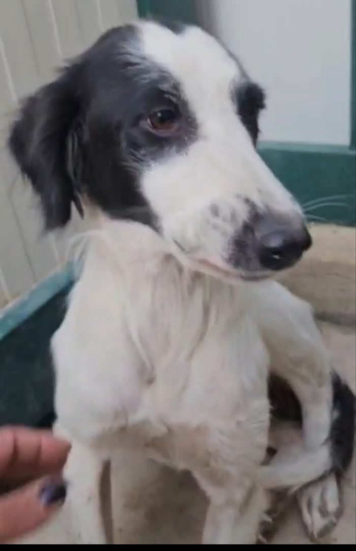 Guendalina: 2 anni, taglia contenuta, socievole - media 4