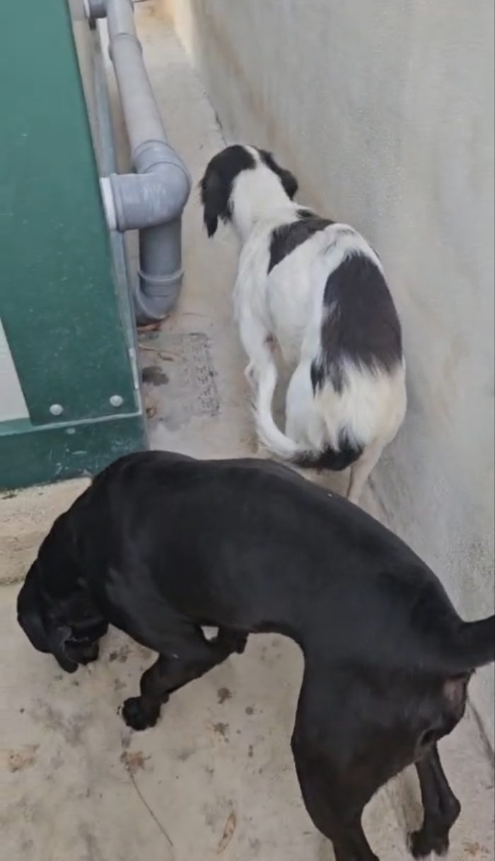 Guendalina: 2 anni, taglia contenuta, socievole - media 9