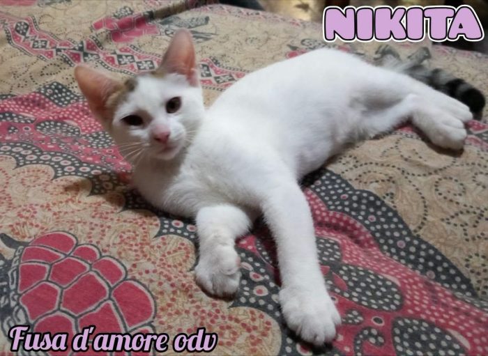 NIKITA, dolce gattina in adozione