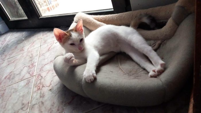 NIKITA, dolce gattina in adozione