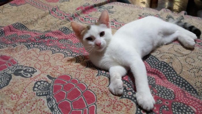 NIKITA, dolce gattina in adozione - media 5