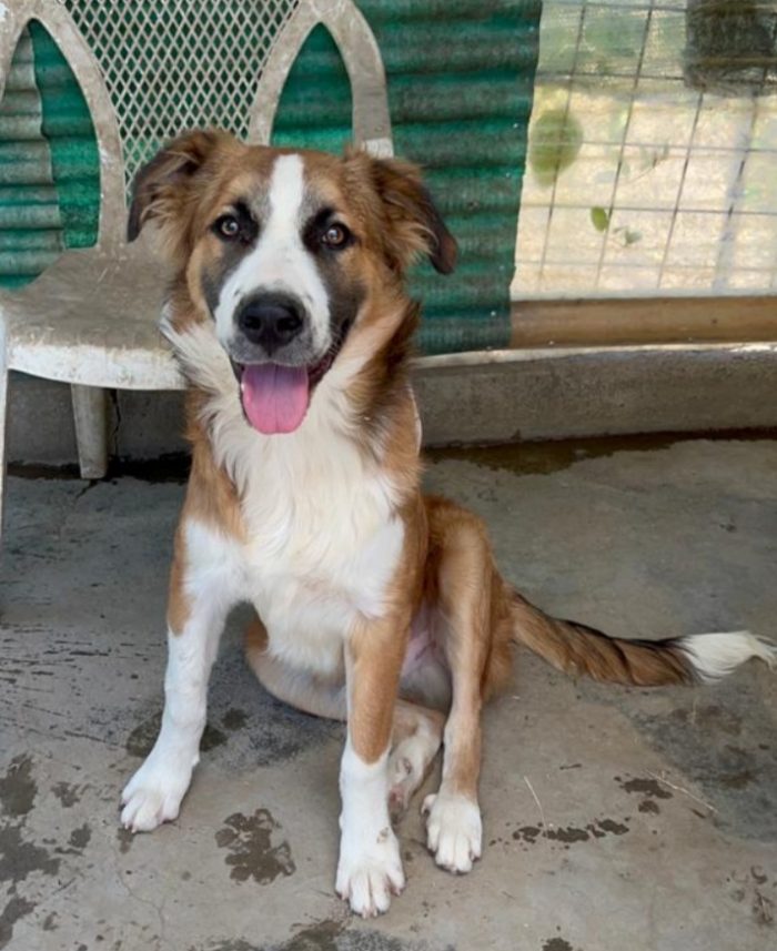 Tobia 3anni bello e buono tg media in rifugio da cucciolo SOS CALTANISSETTA - media 6