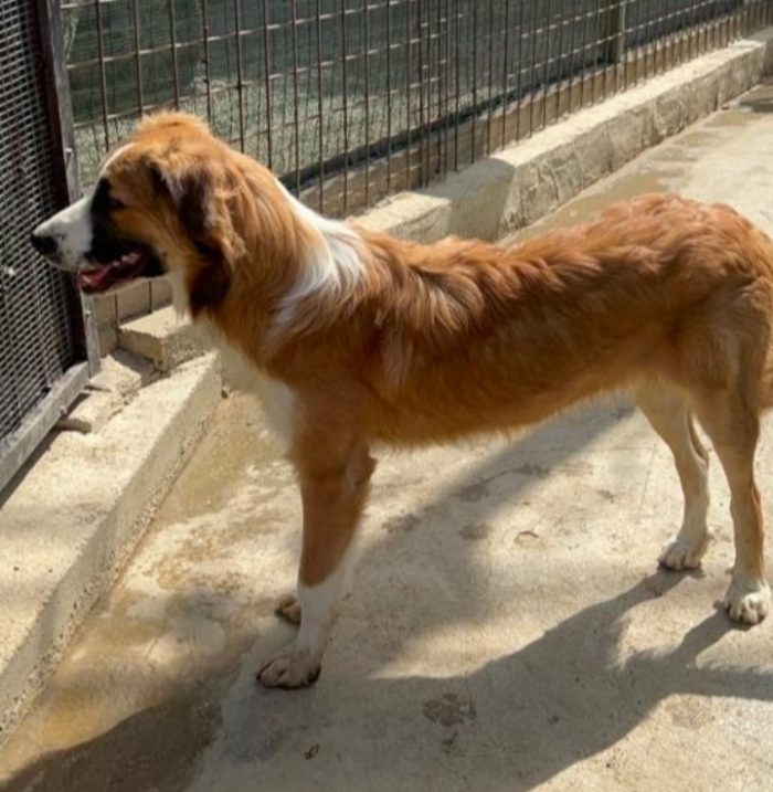 Tobia 3anni bello e buono tg media in rifugio da cucciolo SOS CALTANISSETTA - media 8