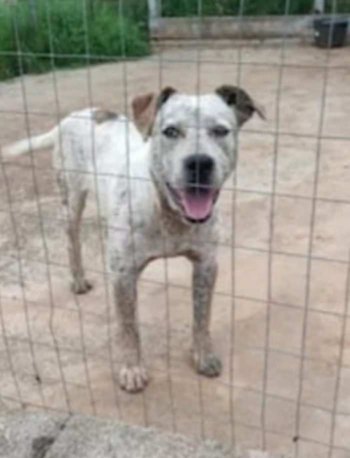 Fluck mix molossino quasi 3anni possibile nessuno lo abbia mai  notato? COSENZA