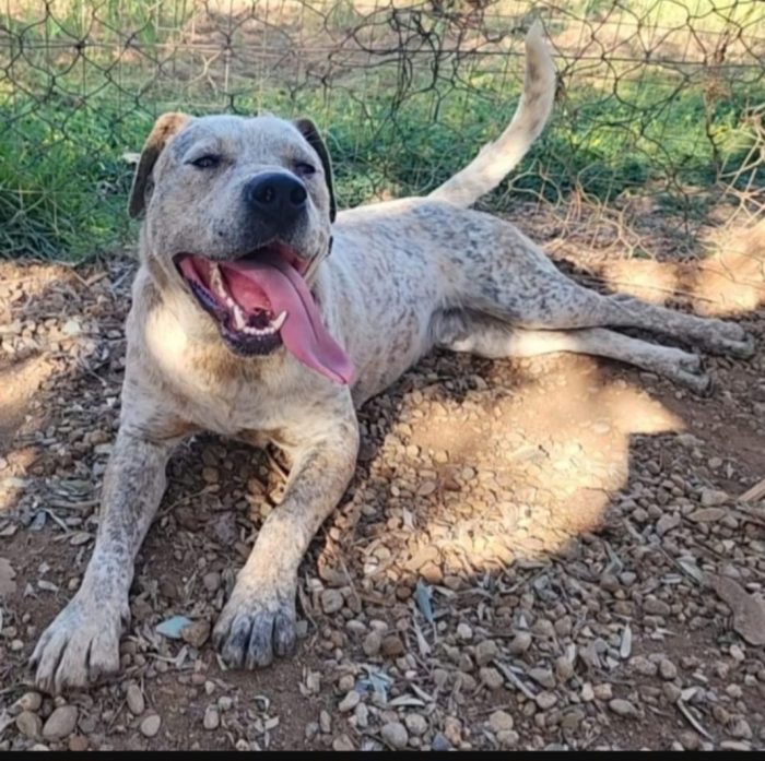 Fluck mix molossino quasi 3anni possibile nessuno lo abbia mai  notato? COSENZA