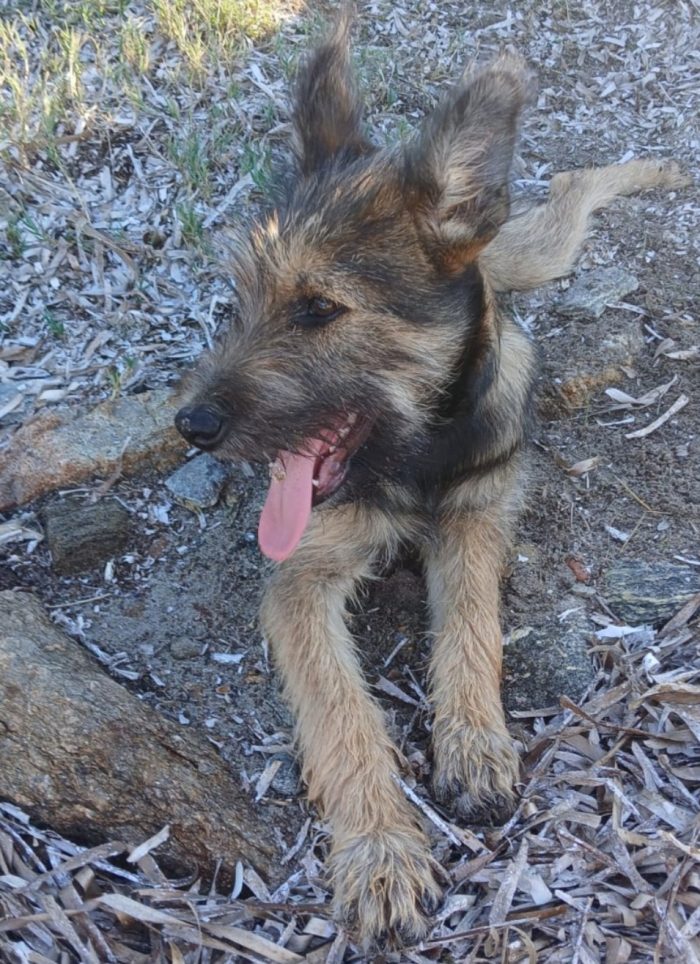 Simil spinoncino15mesi SOS CASA CON GIARDINO! OLBIA - media 4
