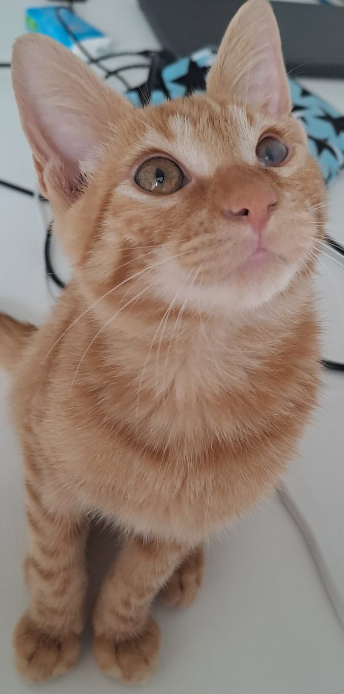 Thor, coccole ed energia