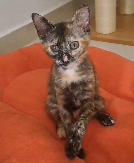 Toffee, gattina timida e riservata.