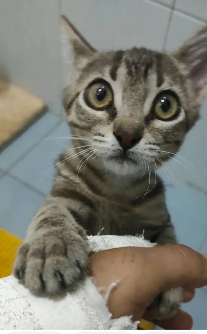 Una piccola tigre