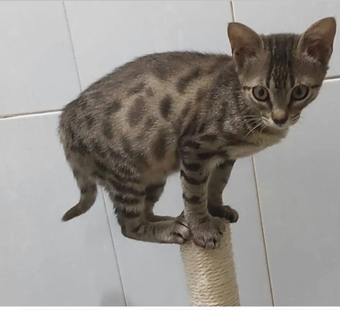 Una piccola tigre