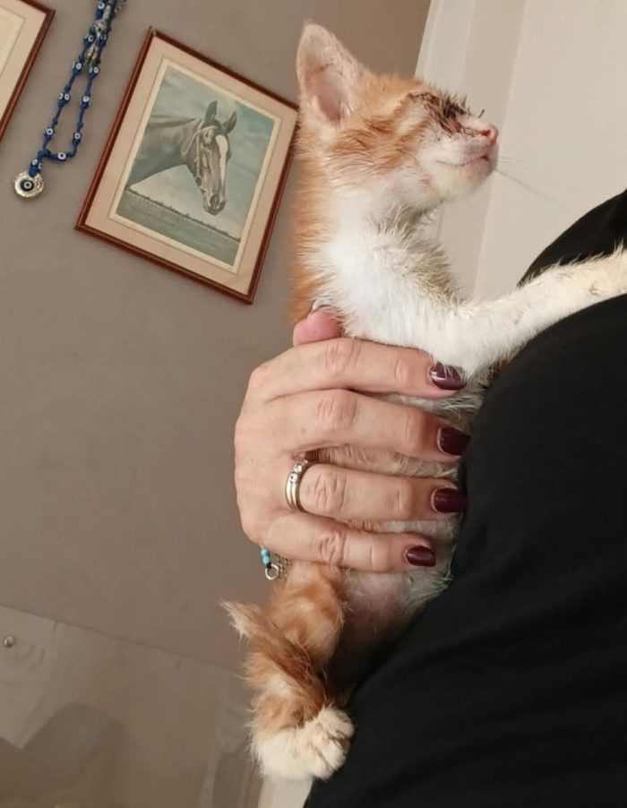 Adozione del cuore per Romeo