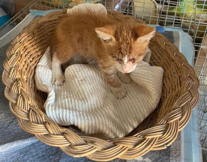 Adozione del cuore per Romeo