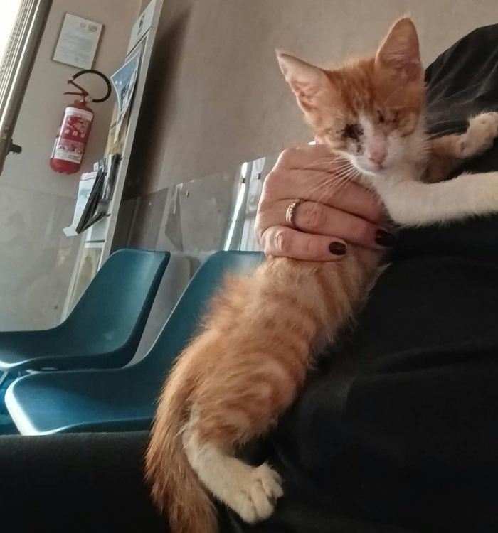 Adozione del cuore per Romeo