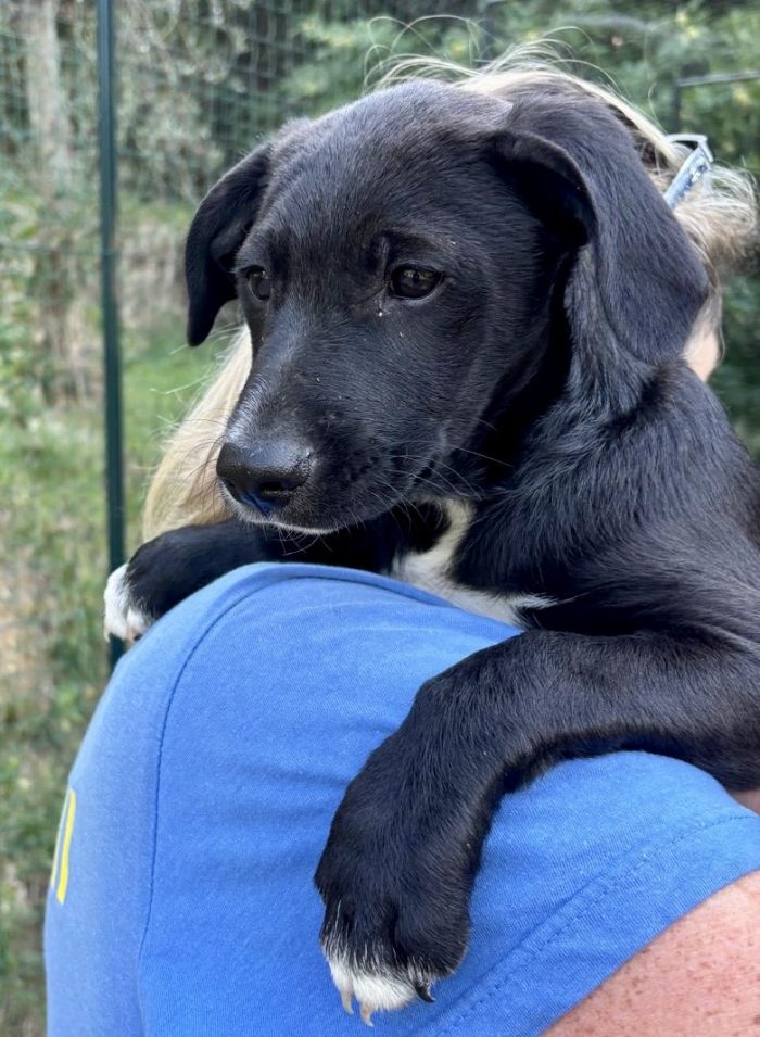 Hero il coccolone