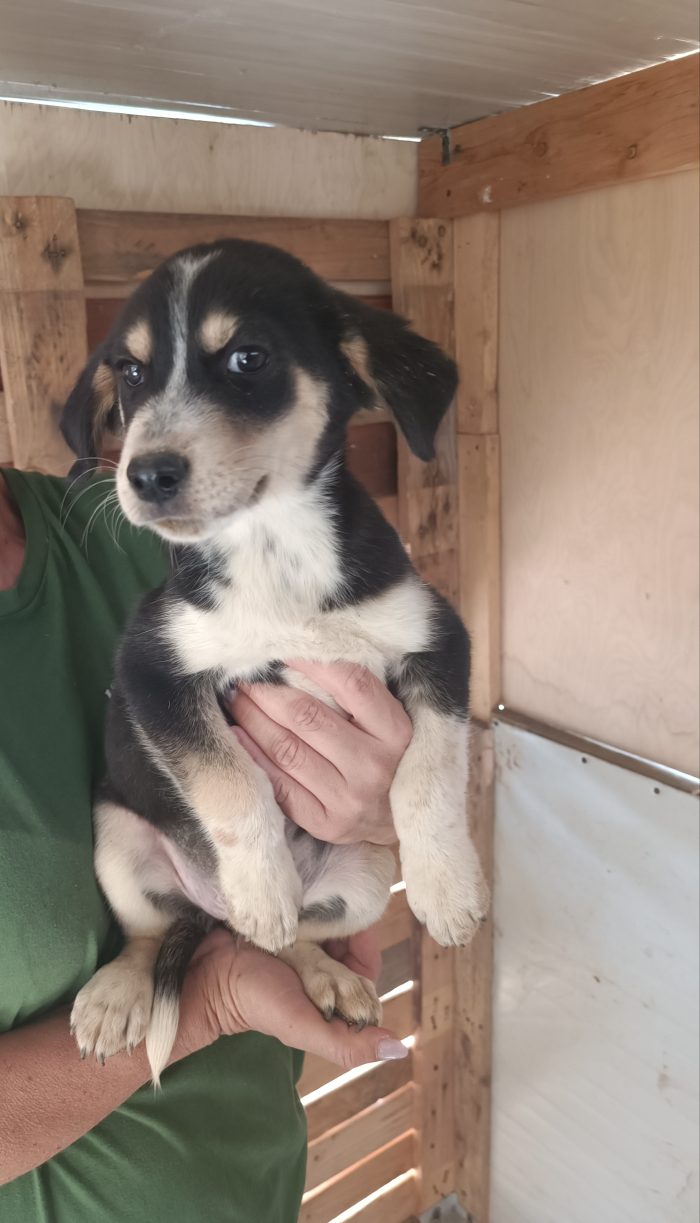 Cucciola di quasi 3 mesi