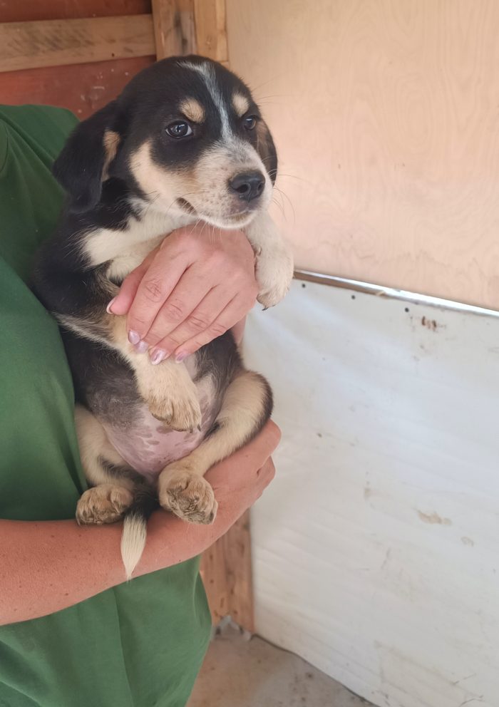 Cucciola di quasi 3 mesi