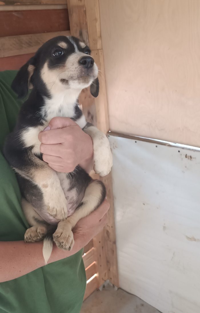 Cucciola di quasi 3 mesi - media 4