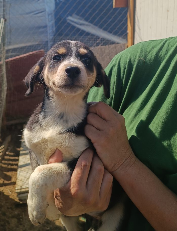 Cucciola di quasi 3 mesi - media 6