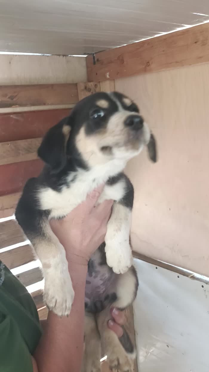 Cucciola di quasi 3 mesi - media 7