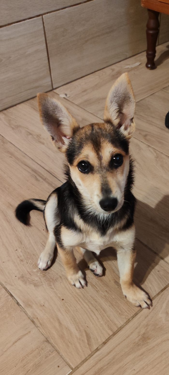 Laika.💘💘