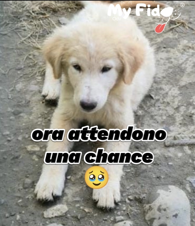 Adozione singola o in coppia