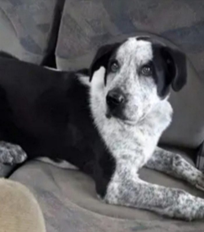 Chris 3anni salvato 2anni fa in montagna SOS ROMA
