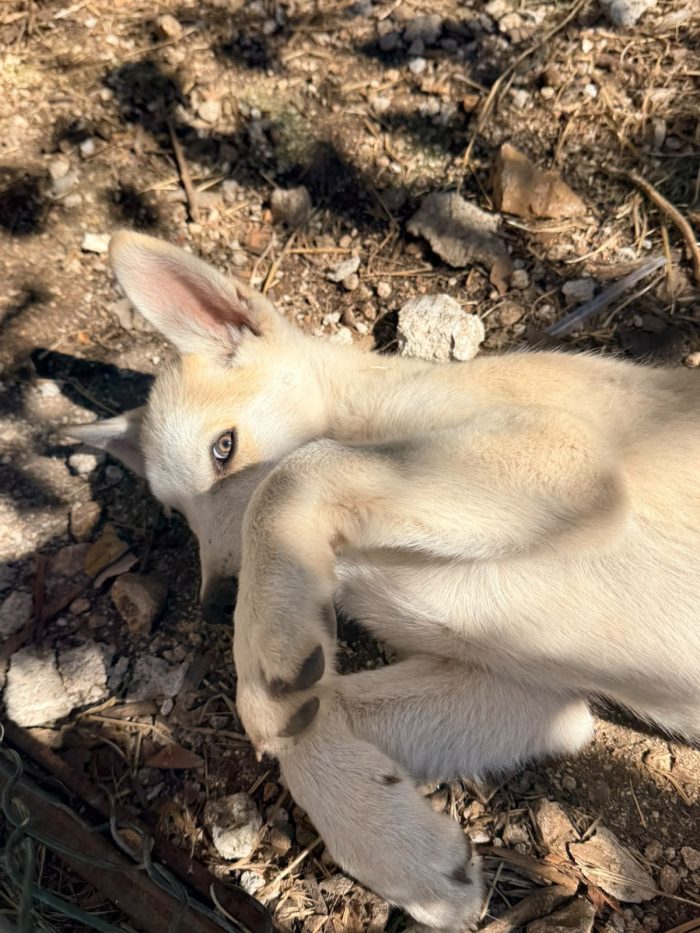 Cucciolo husky cerca casa