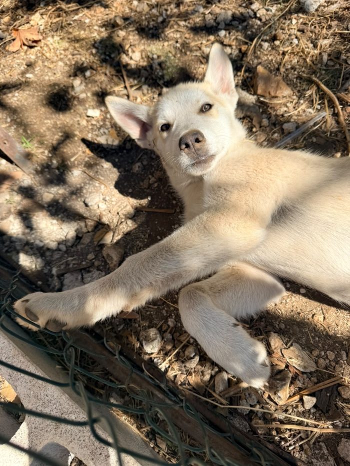 Cucciolo husky cerca casa - media 6