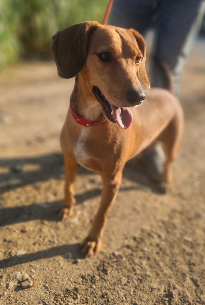 ha visto partire i suoi cuccioli ora tocca a lei