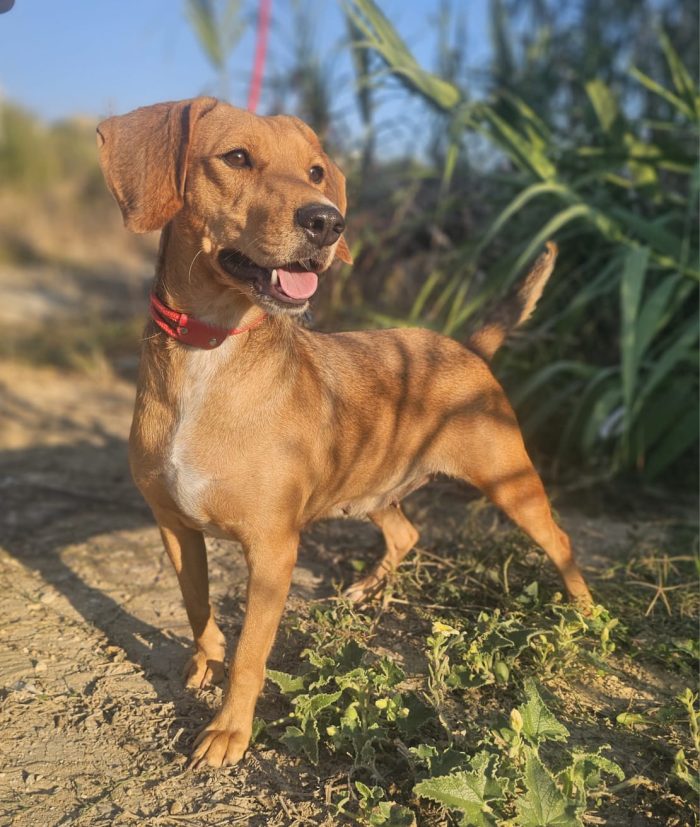 ha visto partire i suoi cuccioli ora tocca a lei