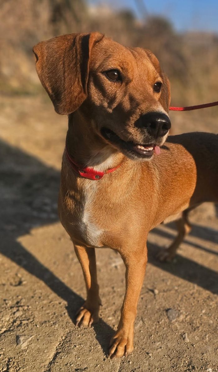 ha visto partire i suoi cuccioli ora tocca a lei - media 4