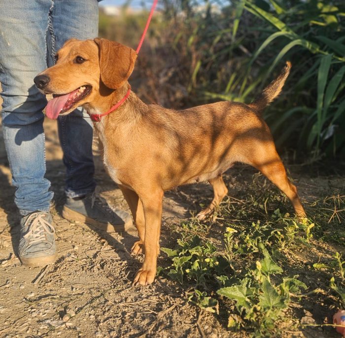 ha visto partire i suoi cuccioli ora tocca a lei - media 5