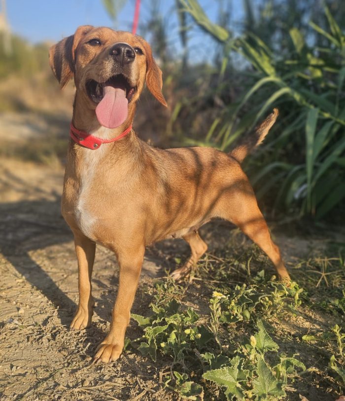 ha visto partire i suoi cuccioli ora tocca a lei - media 6