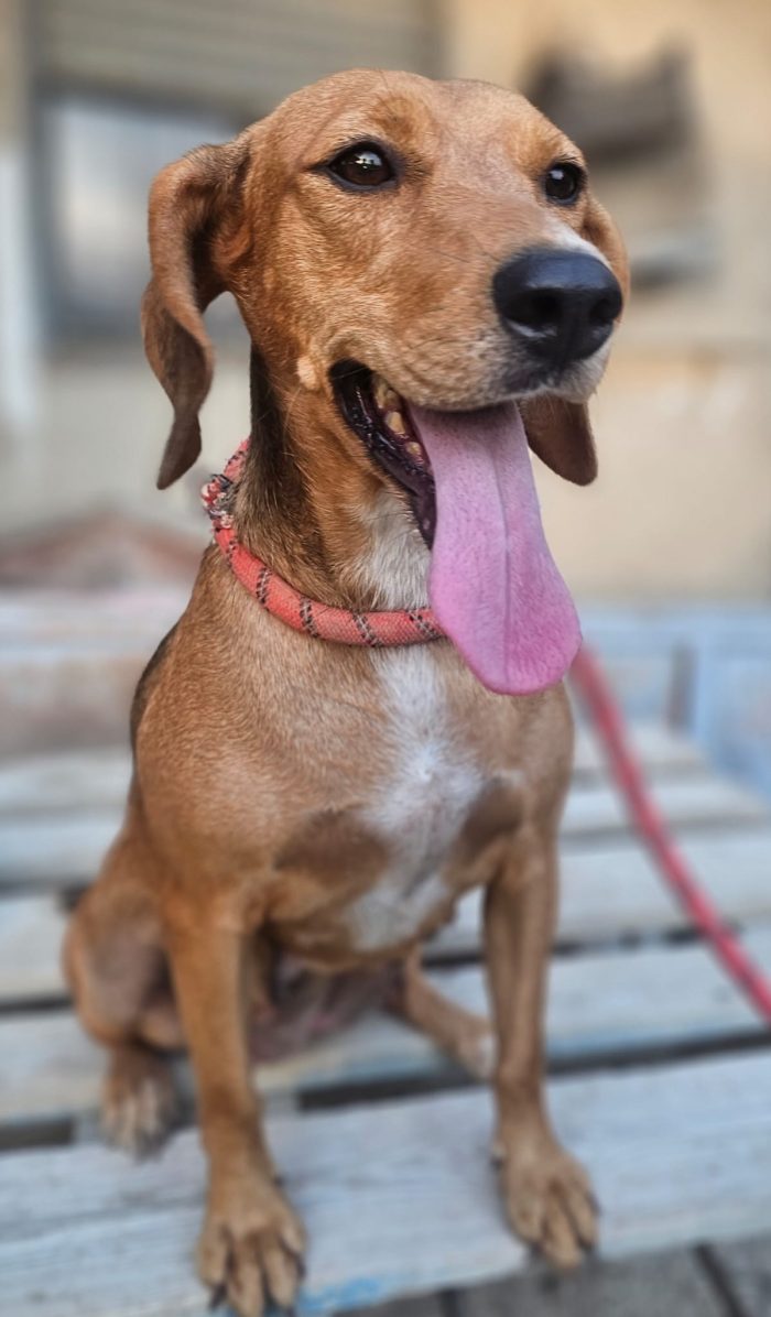 ha visto partire i suoi cuccioli ora tocca a lei - media 7