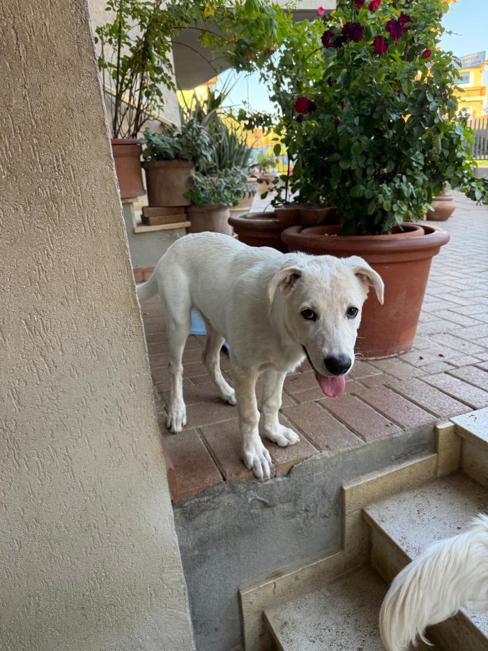 Lillo cerca casa urgentemente