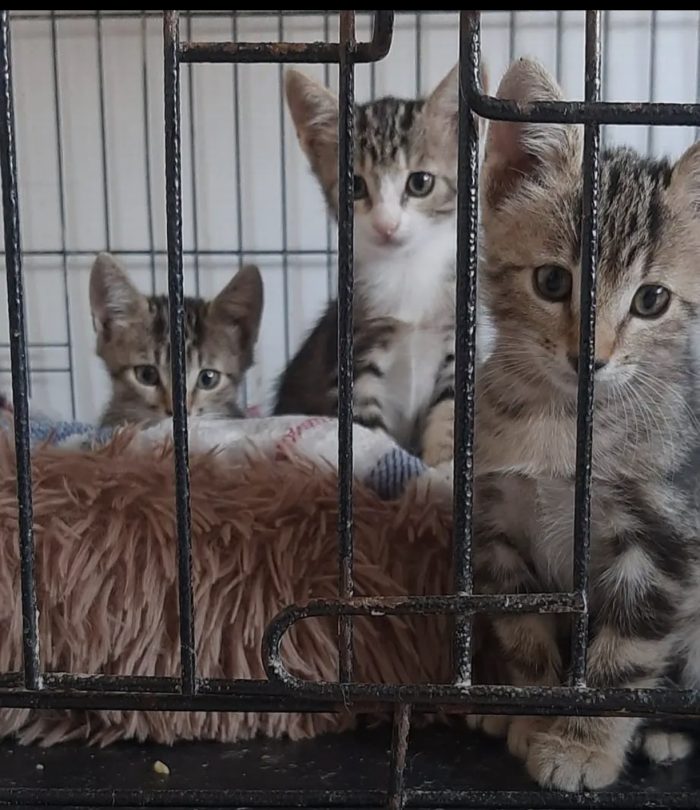 Gattini in cerca di casa
