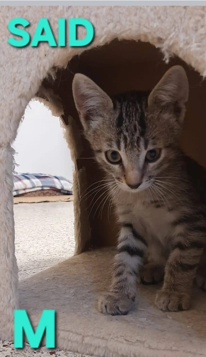 Gattini in cerca di casa