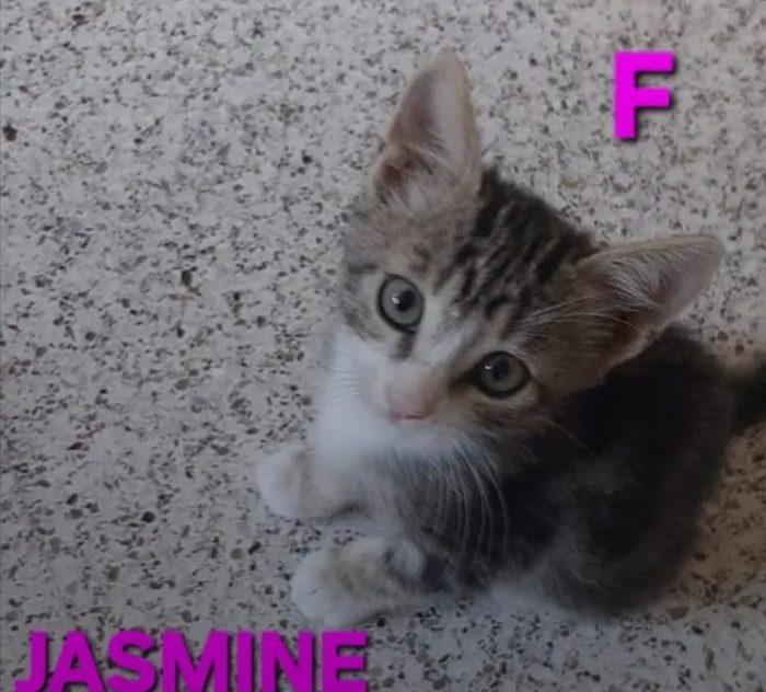 Gattini in cerca di casa