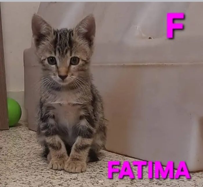 Gattini in cerca di casa - media 4
