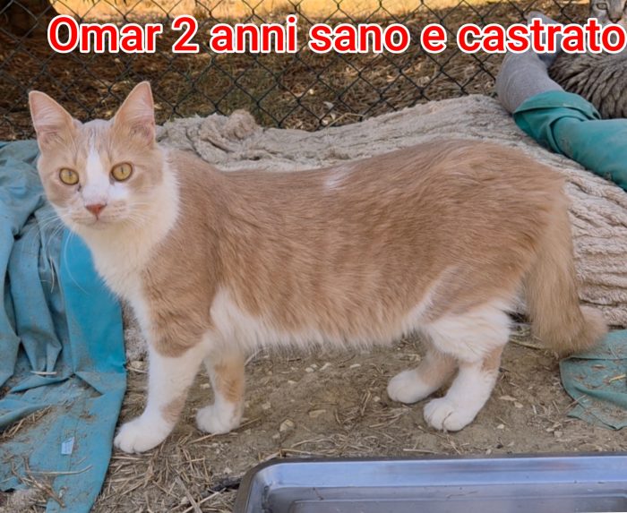 GATTINI ABBANDONATI: EMERGENZA - media 6