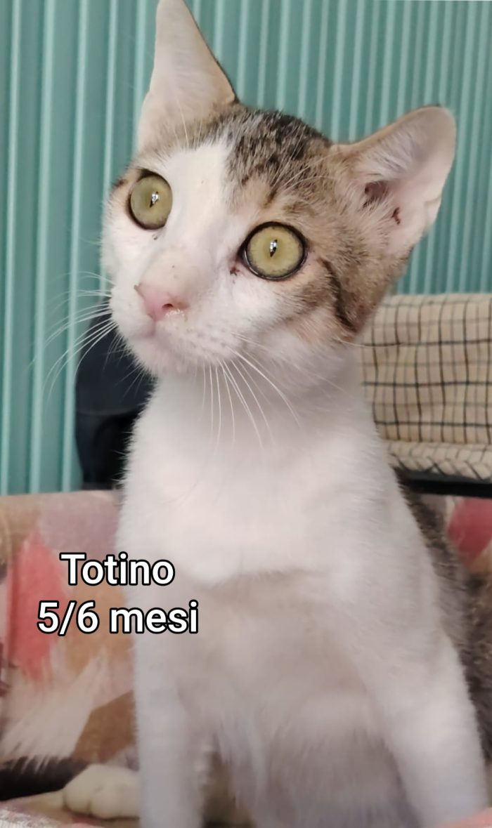 GATTINI ABBANDONATI: EMERGENZA - media 8