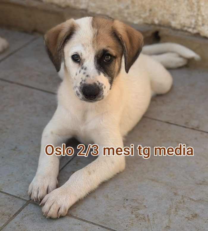 CUCCIOLI ABBANDONATI! EMERGENZA