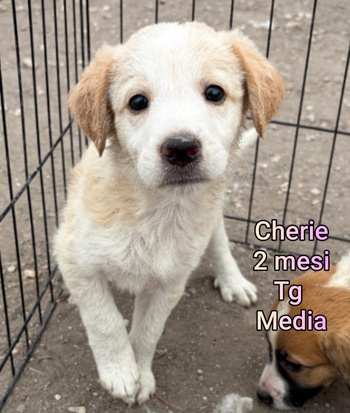CUCCIOLI ABBANDONATI! EMERGENZA
