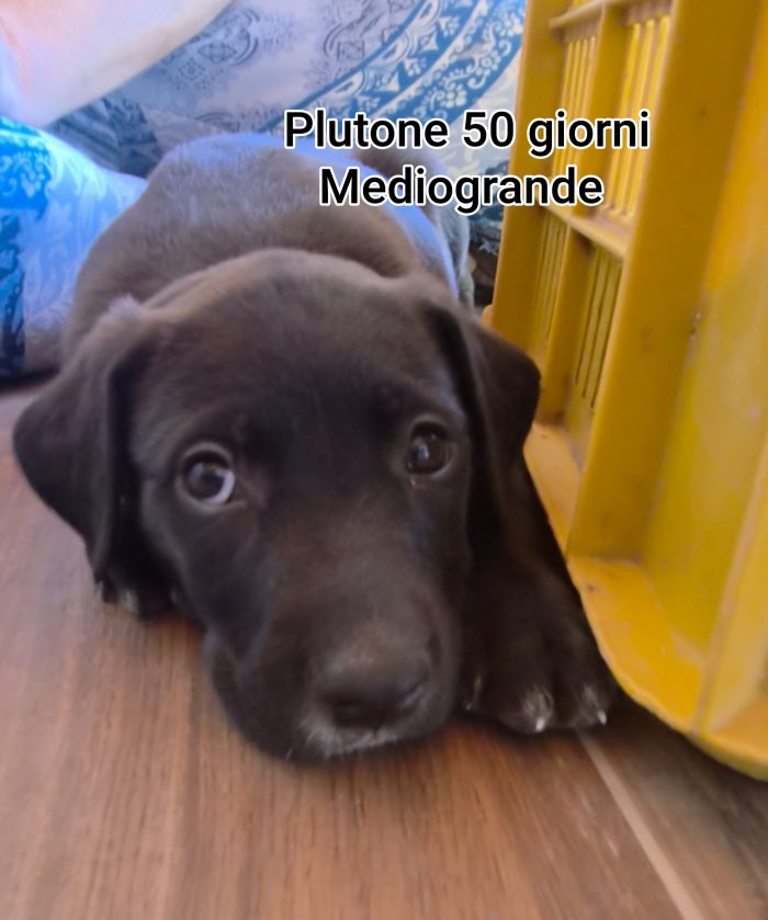 CUCCIOLI ABBANDONATI! EMERGENZA - media 8