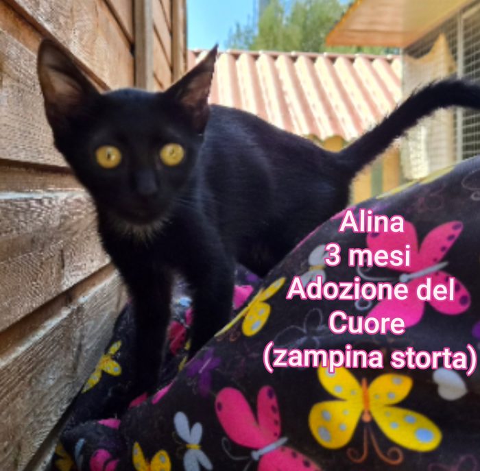 Micetti bisognosi d'adozione - media 5