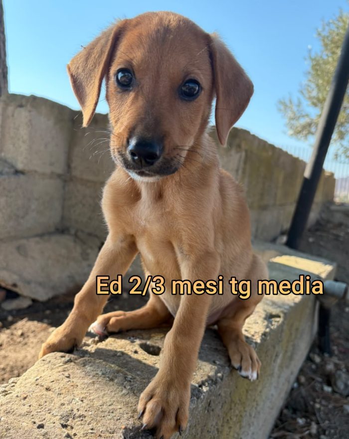Adotta un cucciolo bisognoso - media 10