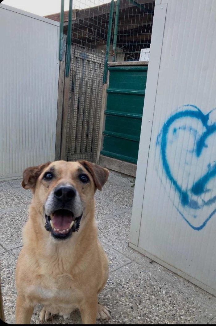 ANNI DI CANILE. UNA VITA RUBATA 💔 - media 5