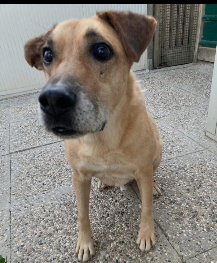ANNI DI CANILE. UNA VITA RUBATA 💔