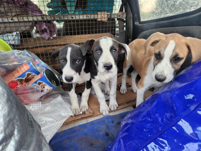 3cucciole 3mesi femmine tg media futura salvate da una pessima vita!! COSENZA