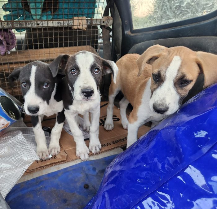 3cucciole 3mesi femmine tg media futura salvate da una pessima vita!! COSENZA